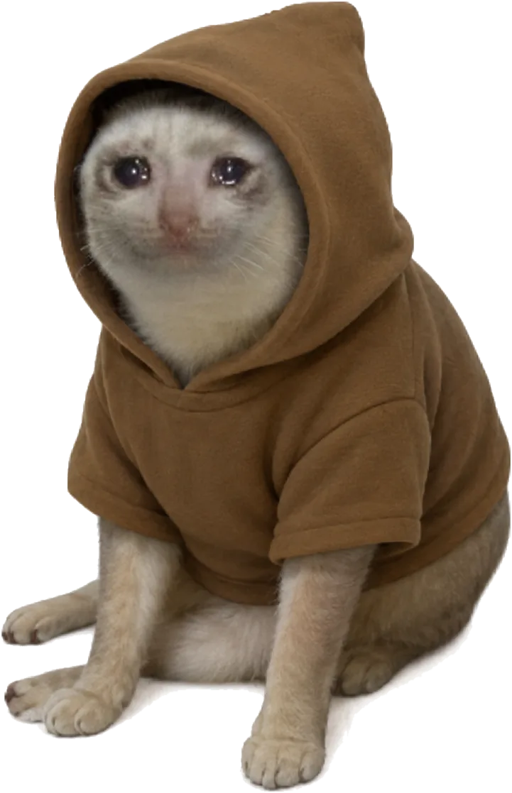 CashCat wearing the Robinhood hoodie